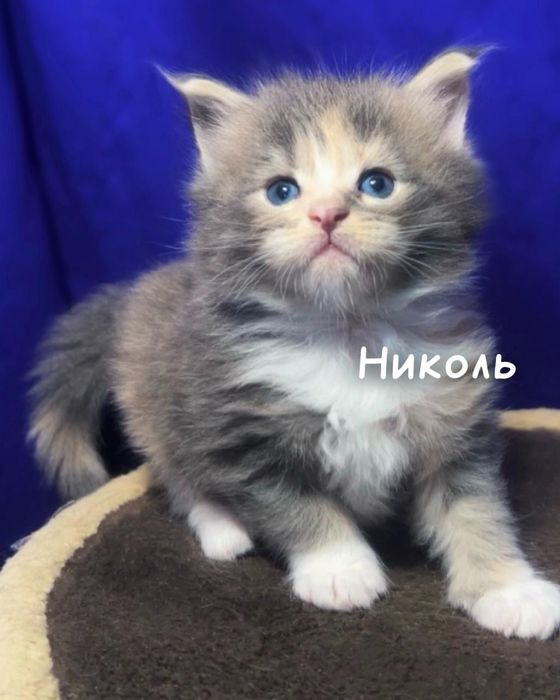 Котята мейн-кун из проф питомника.