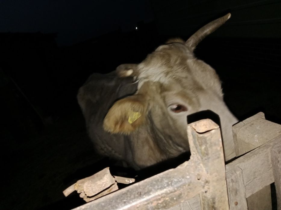 Сиыр сатылады сауынды