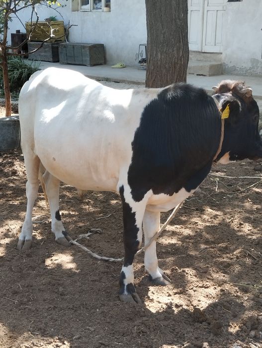 Buqalar sotiladi