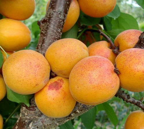 Pomi Fructiferi Din Glia Strămoșească (Soiuri de Cais )