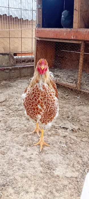 Disponibili cocoși wyandotte