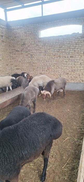 Qurbolikka qochqorlar