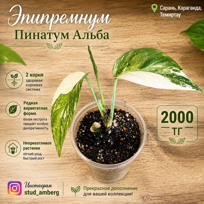 Стрелиция,Нолина,гиппеаструм,араукария,антуриум