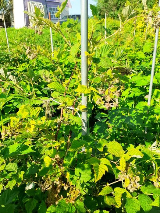 Дача продается/ Саяжай сатылады