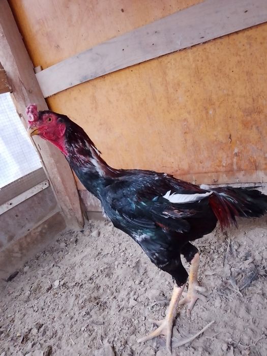 Dakan xõroz urushqoq