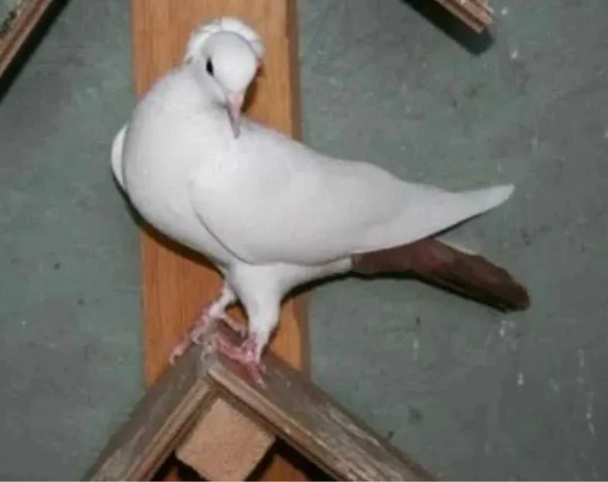 Продам голубей бакинцев