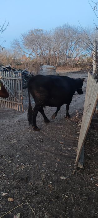 продам телку быка корову