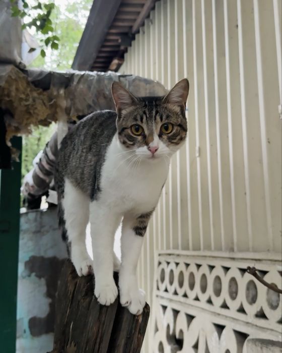 Ласковый котик ищет дом!
