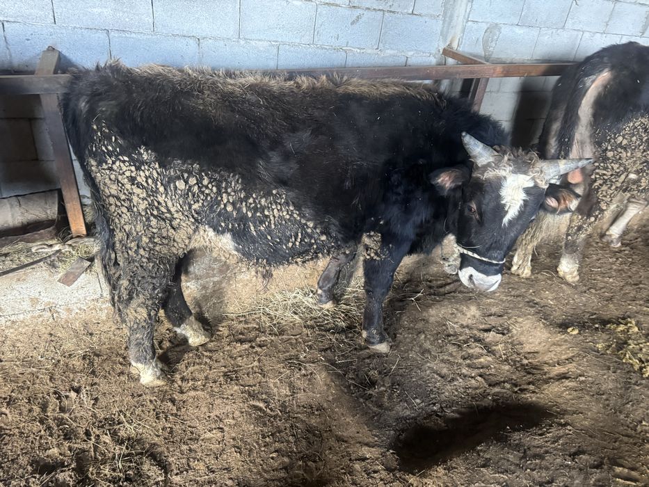 Бука бык откорм