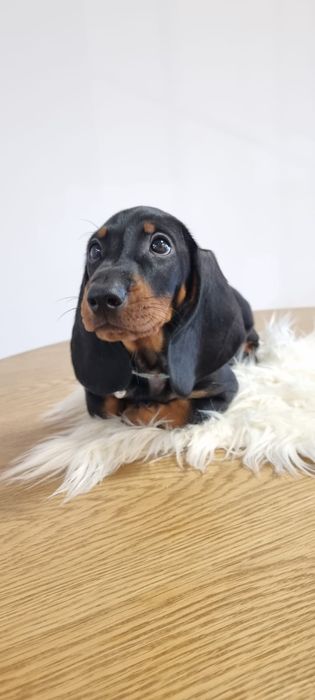 Teckel dachshund pedigree FCI, mascul