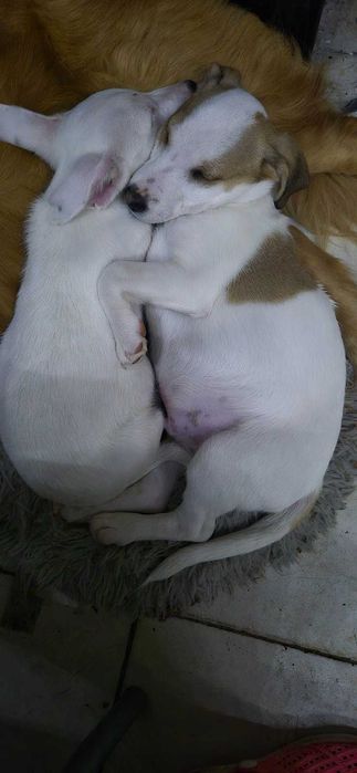 продавам джак ръсел териер