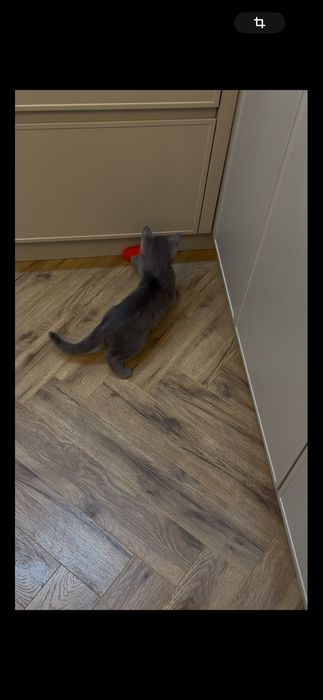 отдам даром в хорошие руки