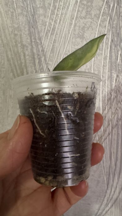 Хойя Аргентия Принцесс