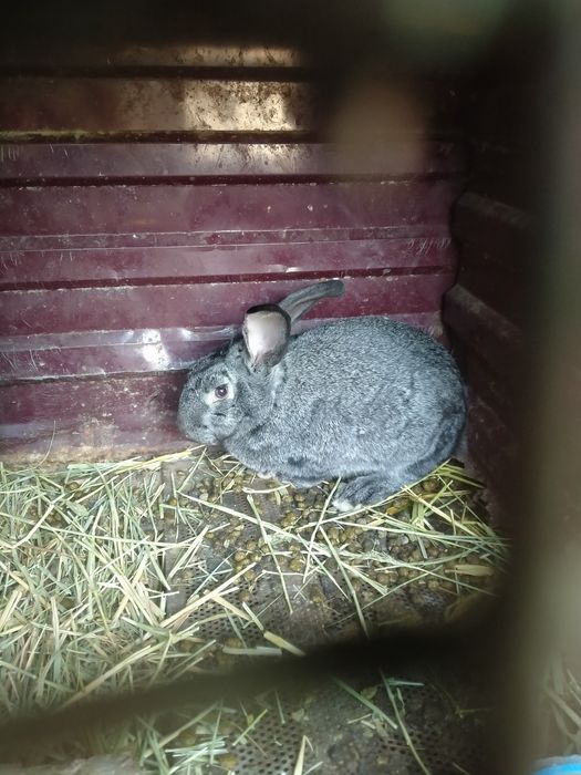 Продам Крылов кролики