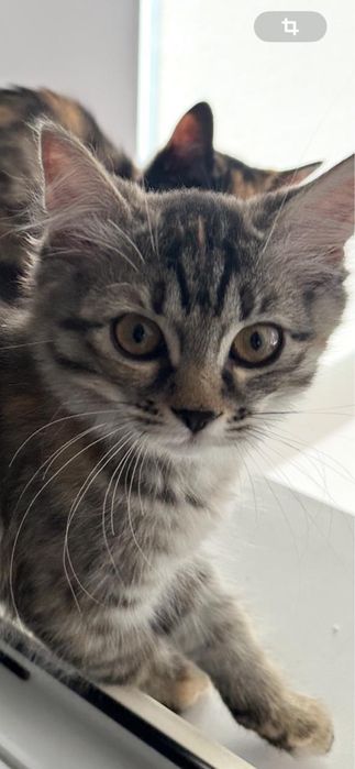 Отдам котят в добрые руки!
