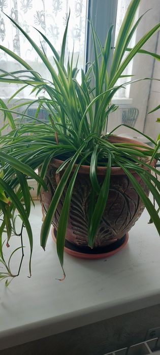 Хлорофитум, комнатные цветы