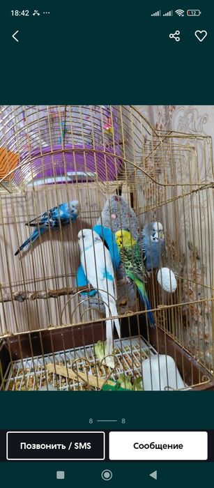 Волнистый папугай