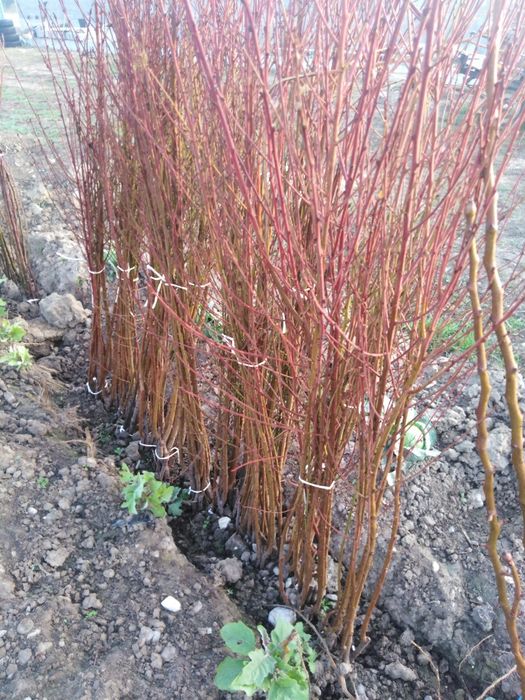 Лозoв и овощен сертифициран посадачен материал