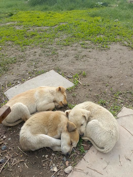 Щенки в добрые руки!