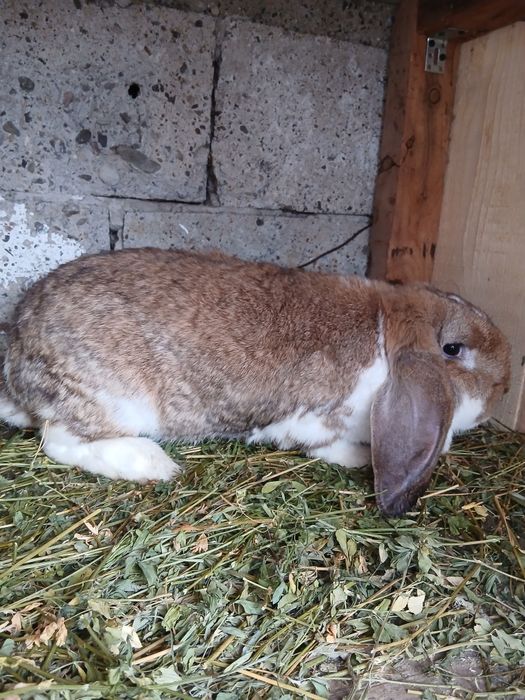 Vând femelă Berbec German!