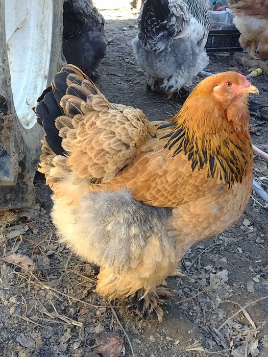 Oua incubat brahma herminat,columbia,potarnichiu, porțelan