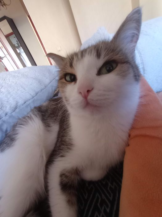 Отдаю кошечку в добрые руки