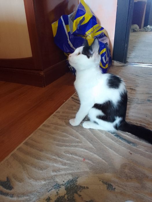 Отдам даром котенка