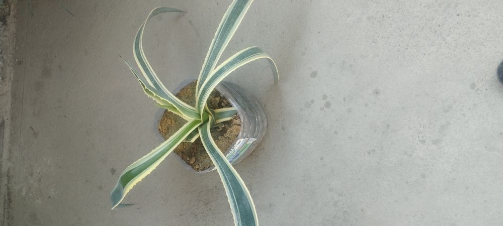 Sotiladi gullar  srochna