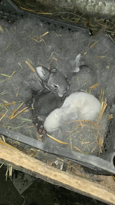 Куён Куёнчалар Баран