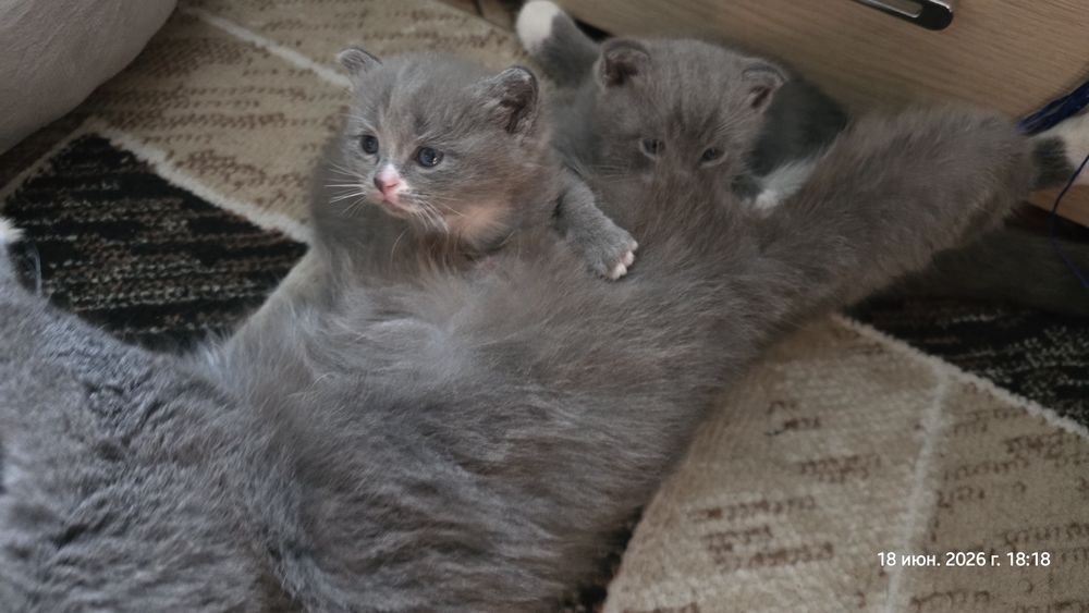 Отдам котят, девочка и мальчик