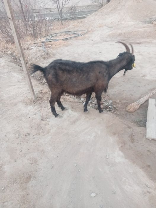 Ешкі сатылады  сутті