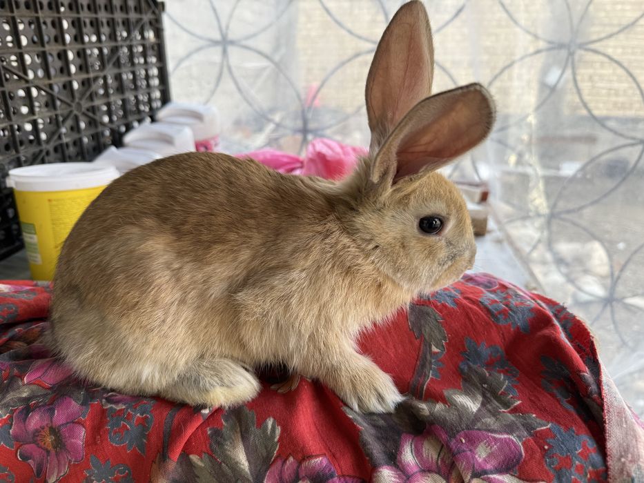 quyon bollari sotiladi