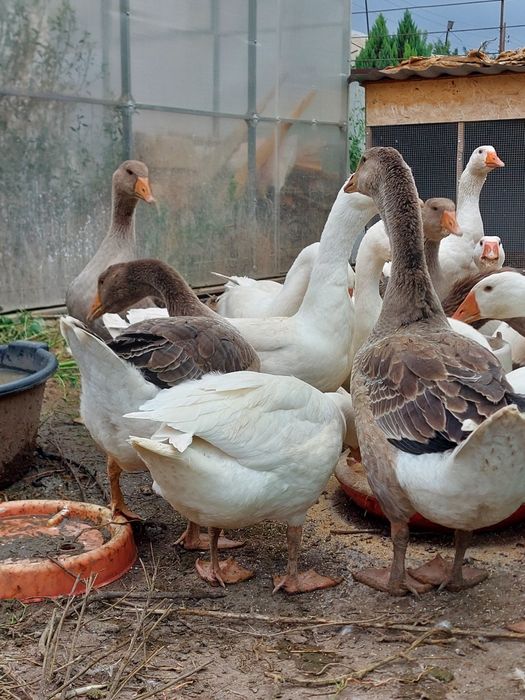 Продам молодых гусят