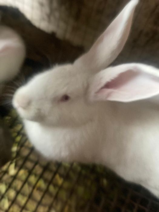 Кролики калифорния