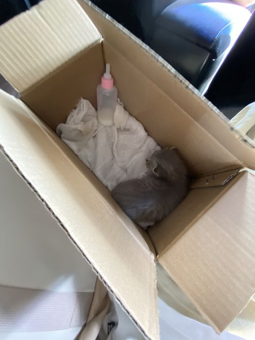 Котенок маленький