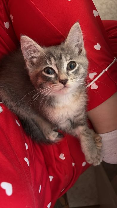 Котята девочки 2 месяца