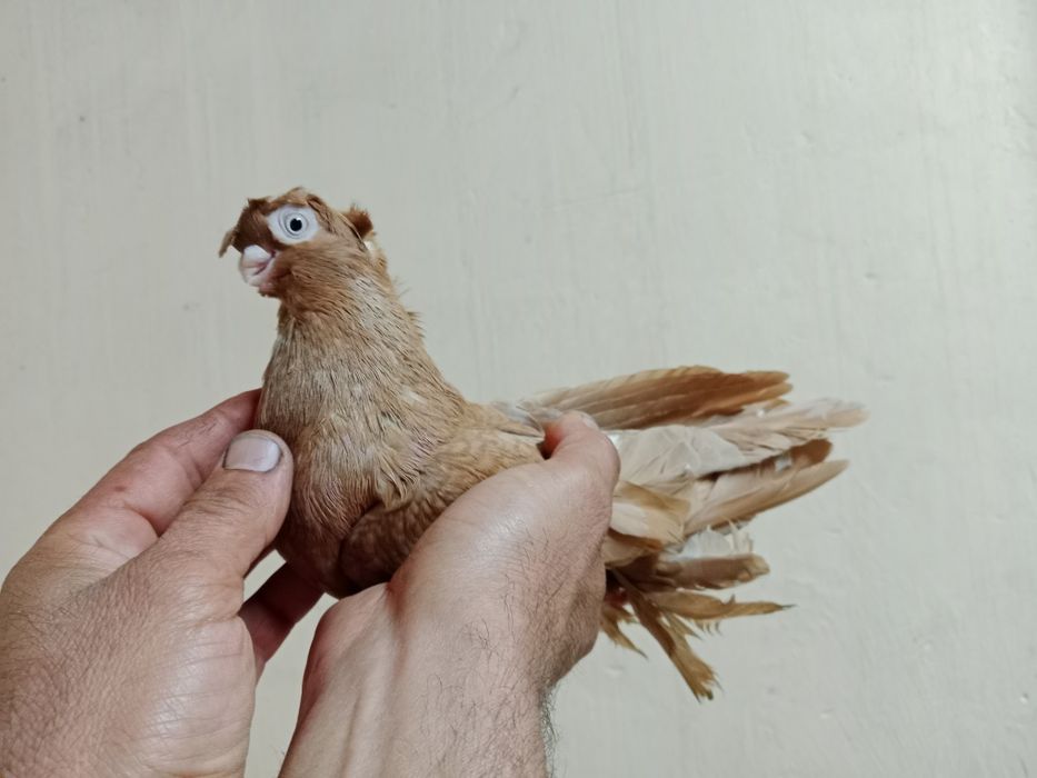 Продам самца жёлтого
