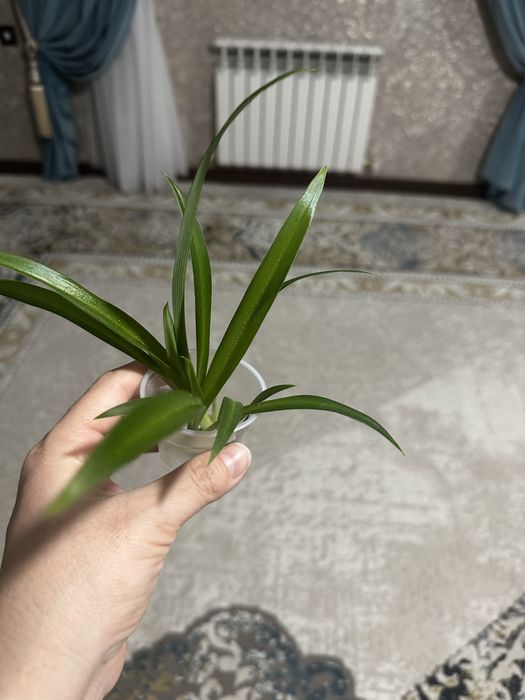 Комнатные цветы разных видов