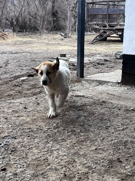 Продам щенок.