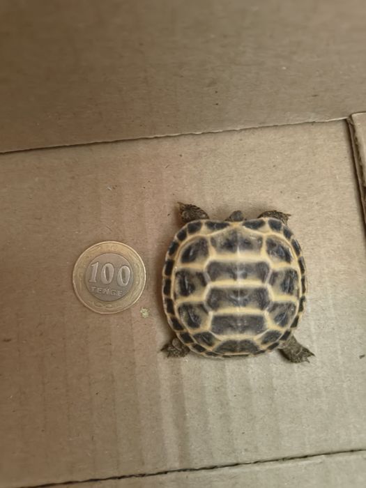 Продам маленькие черепашки