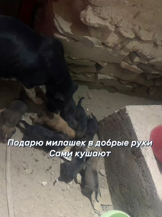 Подарю щенков в добрые руки