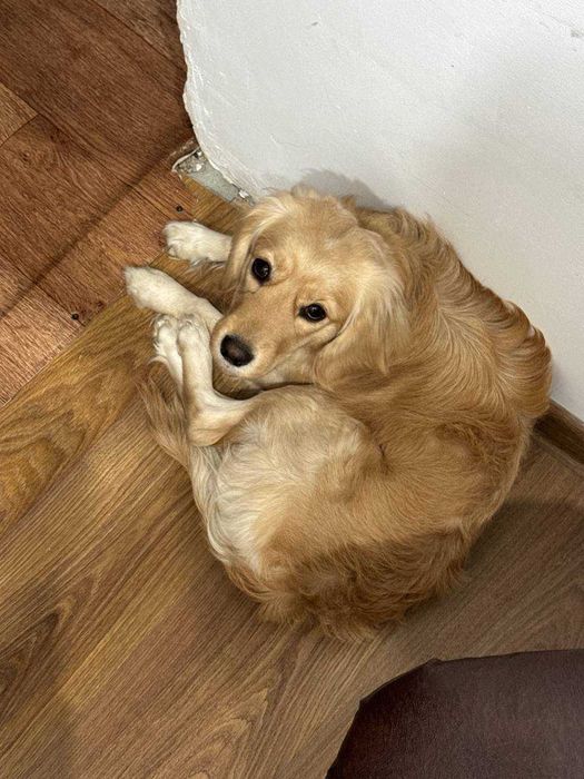 Отдам в хорошие руки