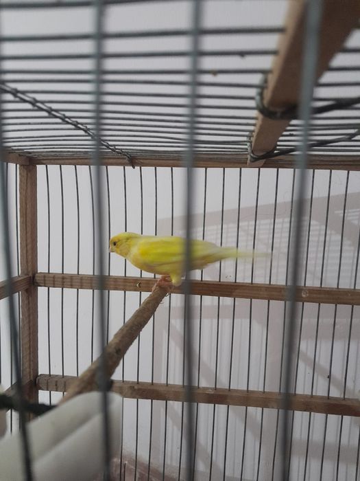 Продаю Конареек.