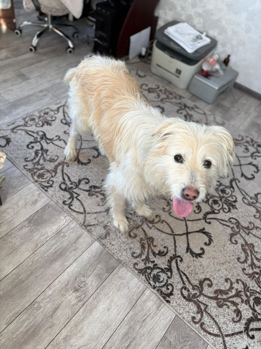 Красивый пёс ищет дом