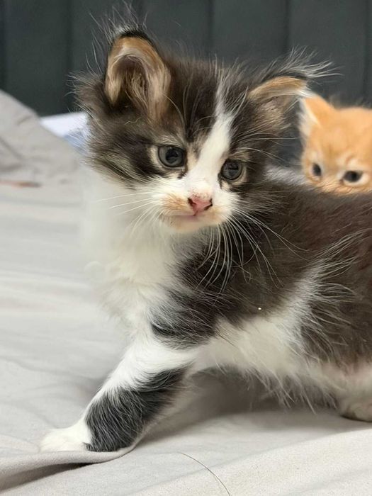 котята от Мамы  кошки