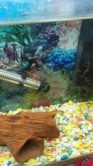 Скариди и охлюви