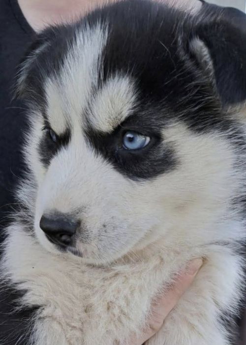 Vindem Pui Husky