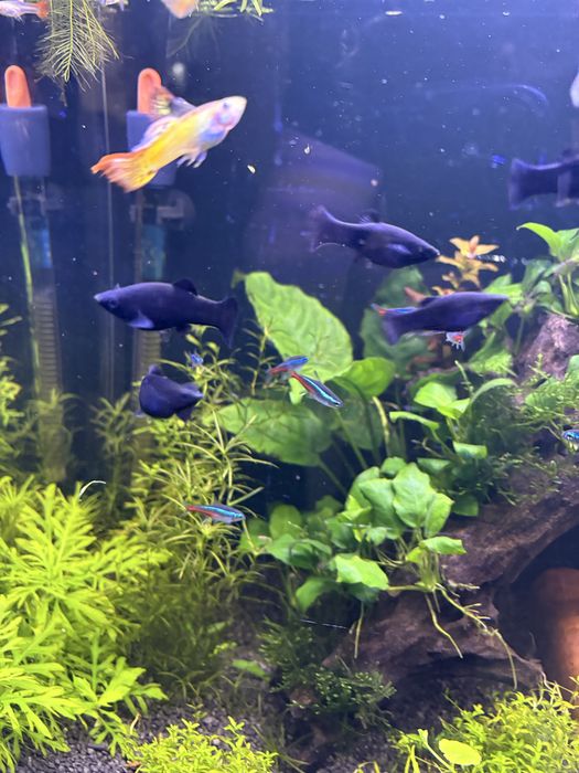 Se dau 4 molly negre