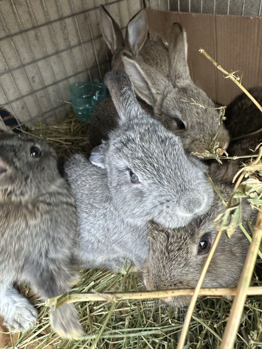 Vand iepurasi mici pentru Paste!