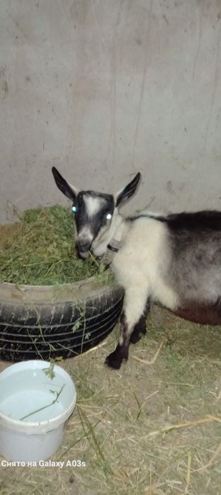 Альпи пиакөк еркек лақ